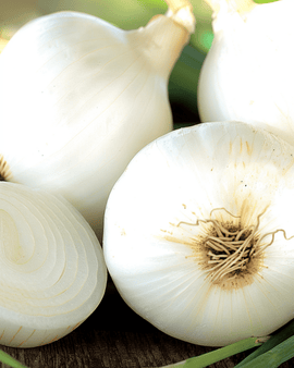 Uienzaden Tonda Musona Allium Cepa middenvroeg ras