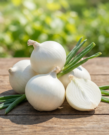 Ui Tonda Musona Mid Early (Allium cepa) – groentezaden van SeedsChoice