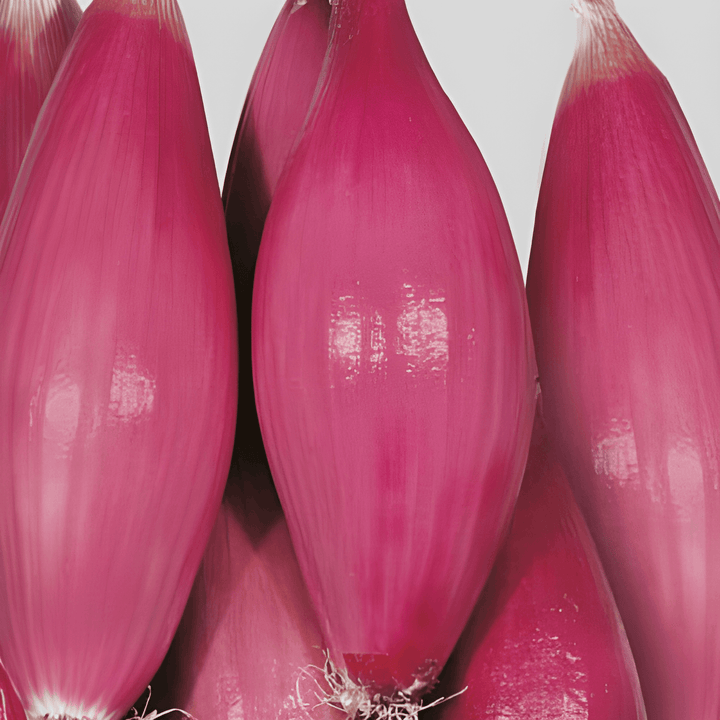 Ui Tropea Rossa Lunga Medium Early zaden (Allium cepa) – groentezaad