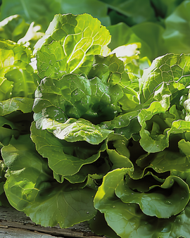 Little Gem-slazaden Lactuca Sativa compacte kroppen variëteit