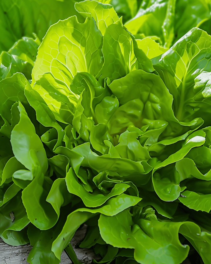 Sla Catalogna Canary Tongue snelgroeiend zaden (Lactuca sativa) – groente