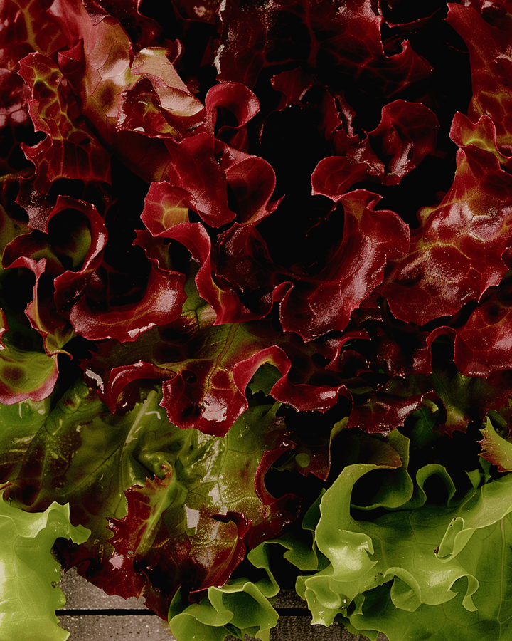 Pluksla Early Italian Cut zaden (Lactuca sativa) – groente