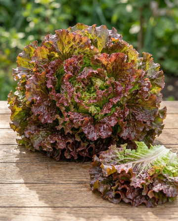 Pluksla Early Italian Cut (Lactuca sativa) – groentezaden van SeedsChoice