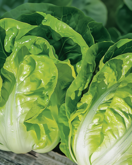 Slazaden Romaine Blonde Lactuca Sativa hittebestendig ras