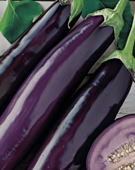 Auberginezaden Violetta Lunga Solanum Melongena middenvroeg ras