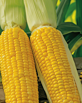 Suikermaïszaden Zea Mays eenjarig ras Dolce middenvroeg
