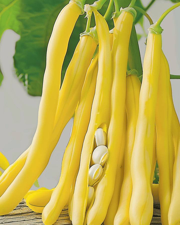Dwergstokboon Berggold Early zaden (Phaseolus vulgaris) – groente