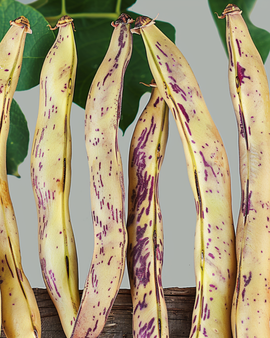 Stamslaboonzaden Merveille de Piemonte Phaseolus Vulgaris eenjarig
