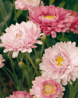 Helipterumzaden Helipterum Roseum dubbel gemengde eenjarige bloemen