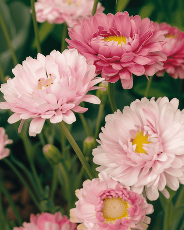 Double Mixed zaden (Helipterum roseum) – eenjarige bloem