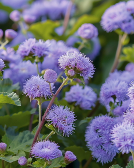 Leverbalsemzaden Ageratum Houstonianum Blue Mink eenjarig