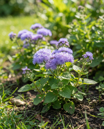 Floss Blue Mink (Ageratum houstonianum) – eenjarige bloemenzaden van SeedsChoice