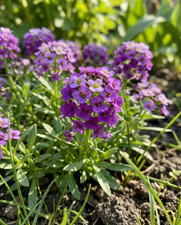 Witte alyssum Royal Carpet (Lobularia maritima) – eenjarige zaden van SeedsChoice