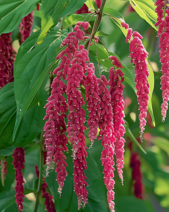 Love Lies Bleeding zaden (Amaranthus caudatus) – eenjarige bloem