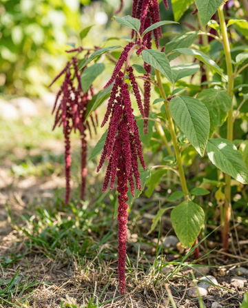 Love Lies Bleeding (Amaranthus caudatus) – eenjarige bloemenzaden van SeedsChoice