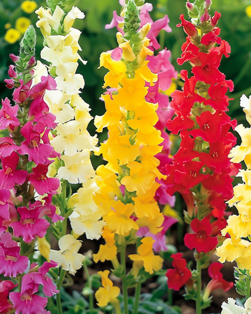 Leeuwenbek Tall Mixed zaden (Antirrhinum majus) – eenjarig