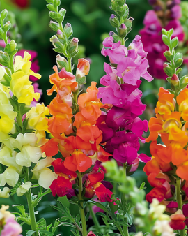 Leeuwenbekzaden Antirrhinum Majus eenjarig gemengd halfhoog