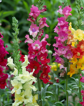 Leeuwenbekzaden Antirrhinum Majus tetraploïde gemengd eenjarig