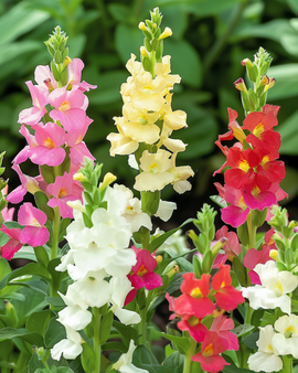 Leeuwenbekzaden Tom Thumb dwerg gemengd Antirrhinum Majus eenjarig