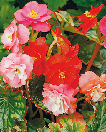 Mixed zaden (Begonia semperflorens) – eenjarige mix