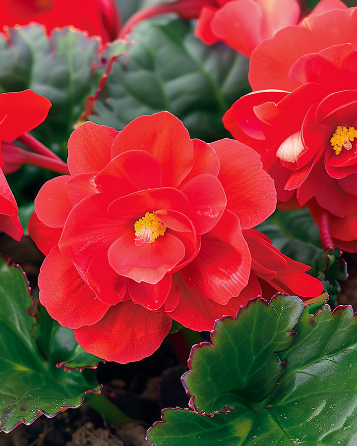 Red Comet zaden (Begonia semperflorens) – eenjarig