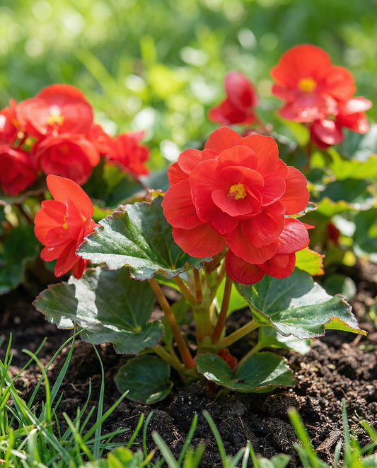 Red Comet (Begonia semperflorens) – eenjarige zaden van SeedsChoice