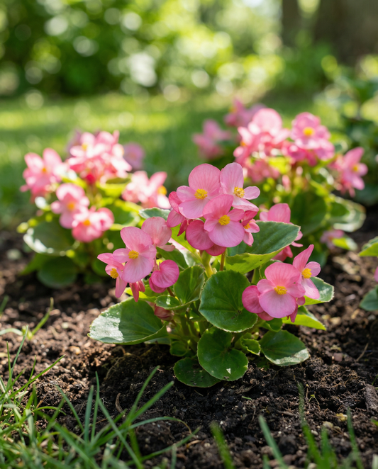 Rose Comet F1 Pink (Begonia semperflorens) – eenjarige zaden van SeedsChoice