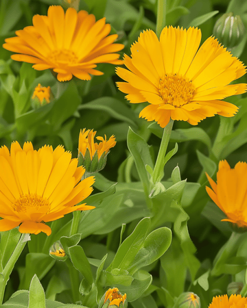 Goudsbloem zaden (Calendula arvensis) – eenjarige bloem