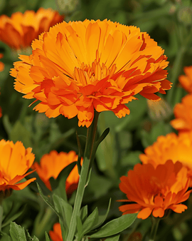Goudsbloemzaden Ball's Orange Calendula Officinalis eenjarig