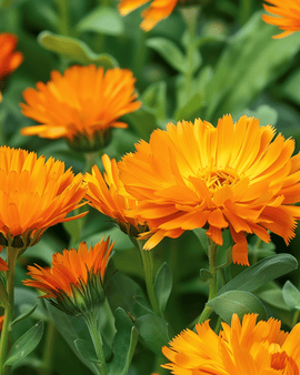 Goudsbloemzaden Radio Orange Calendula Officinalis eenjarig