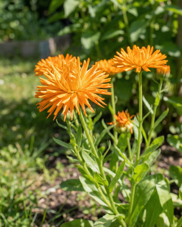 Goudsbloem Radio Orange (Calendula officinalis) – eenjarige bloemenzaden van SeedsChoice