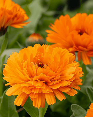 Goudsbloem Orange King zaden (Calendula officinalis) – eenjarige bloem