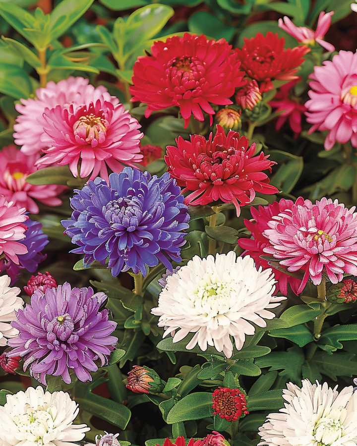 Aster Dwarf Waldersee zaden (Callistephus chinensis) – eenjarig