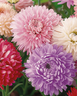 Aster Queen of the Market-zaden Callistephus Chinensis eenjarig gemengd