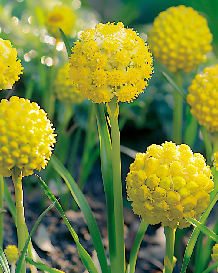 Ananasbloem zaden (Cephalophora aromatica) – eenjarige bloem