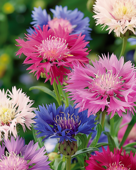 Muskuskorenbloemzaden Centaurea Moschata eenjarig gemengde kleuren