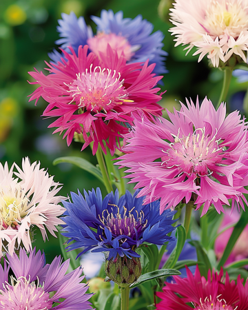 Muskaardbloem Sweet Sultan Mixed Colors zaden (Centaurea moschata) – eenjarig mengsel