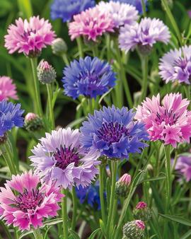 Korenbloemzaden Polka Dot-mix Centaurea Cyanus eenjarig