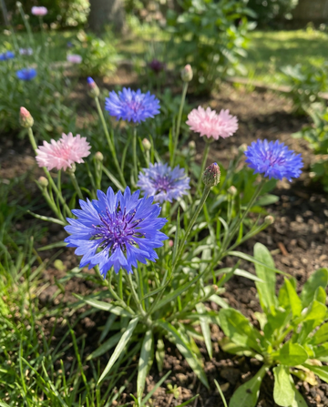 Korenbloem Polka Dot Mix (Centaurea cyanus) – eenjarige bloemenzaden van SeedsChoice