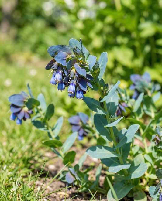 Wasbloem Pride Of Gibraltar (Cerinthe major) – eenjarige bloemenzaden van SeedsChoice