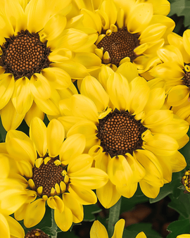 Gele ganzenbloemzaden Eldorado Chrysanthemum Segetum eenjarig