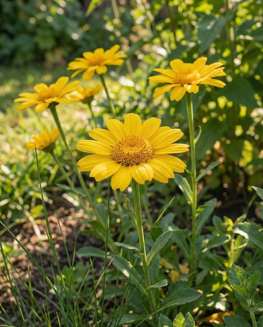 Gele ganzenbloem Eldorado (Chrysanthemum segetum) – eenjarige bloemenzaden van SeedsChoice