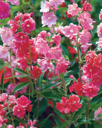 Double Flowered Mixed zaden (Clarkia unguiculata) – eenjarige bloem
