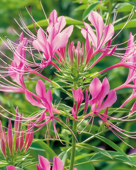Spinnenbloemzaden Rose Queen Cleome Hassleriana eenjarige bloem