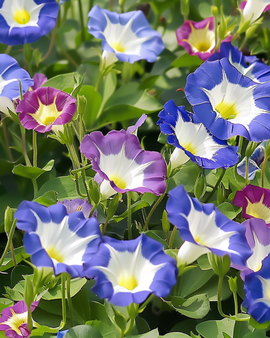 Convolvulus Tricolor-zaden eenjarig gemengd Convolvulus Tricolor