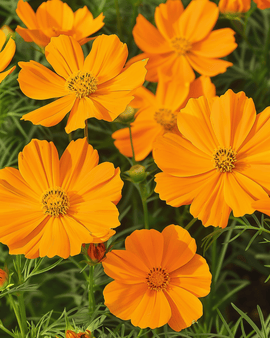 Cosmoszaden Sunset Cosmos Sulphureus eenjarige bloem