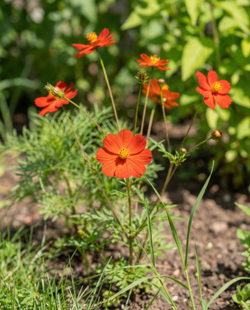 Sunset (Cosmos sulphureus) – bloemenzaden van SeedsChoice