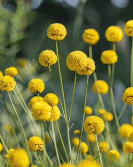 Trommelstokbloemzaden Craspedia Globosa eenjarige bloem
