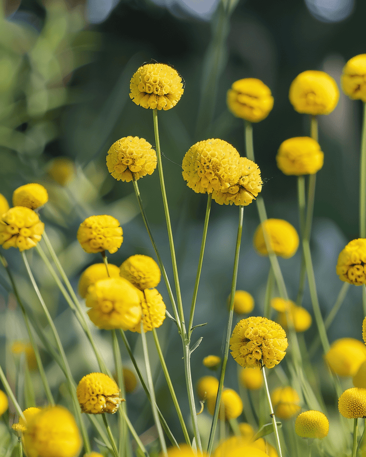 Drumstick zaden (Craspedia globosa) – eenjarige bloem