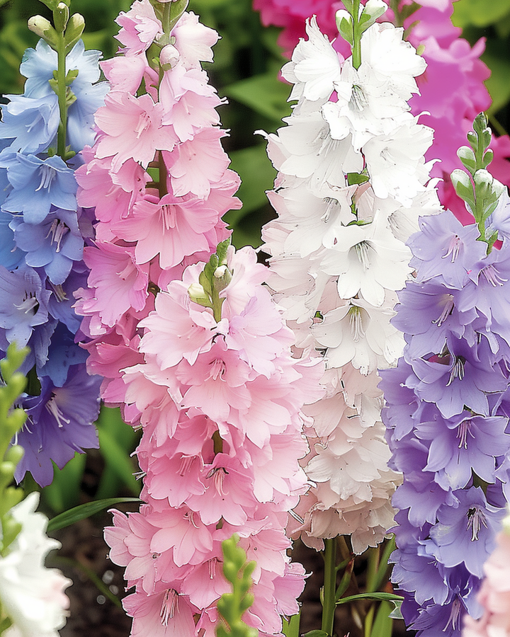 Larkspur Hyacinth Flowered Mixed zaden (Delphinium ajacis) – eenjarige bloem